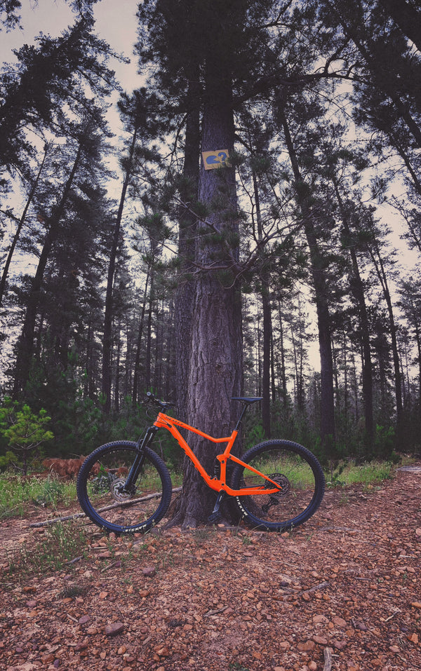 vtt orange contre arbre