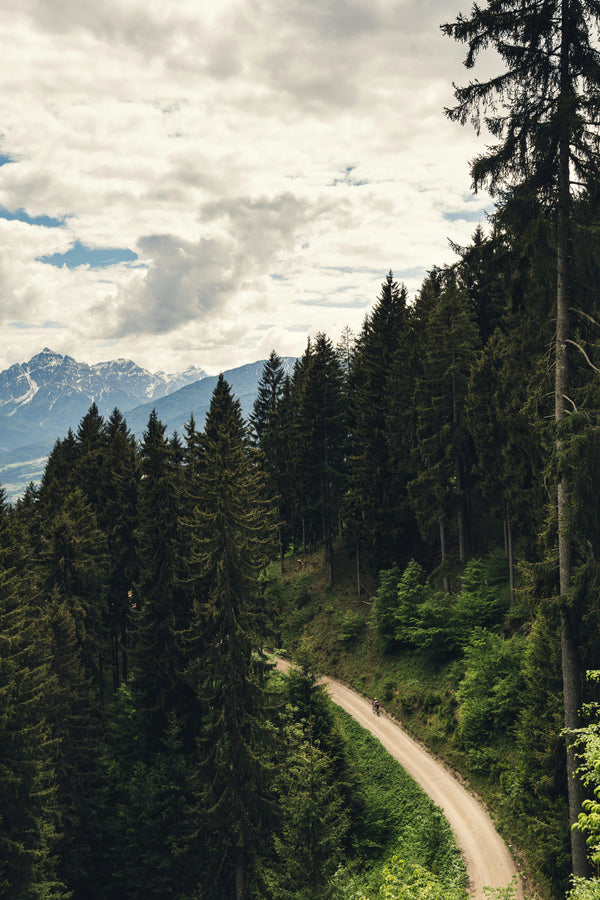 chemin blanc en forêt